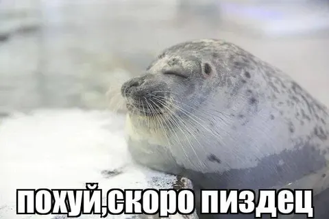Похуй, скоро пиздец
