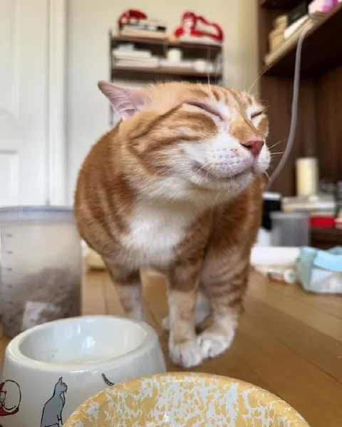 Довольный рыжий кот