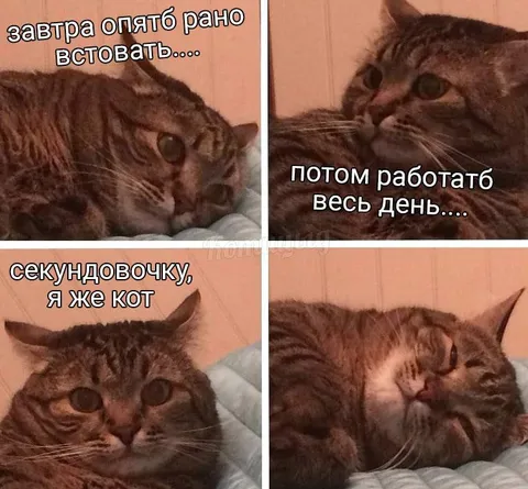 Кот не хочет работать