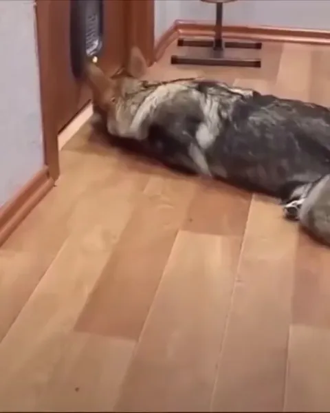 Кролик лежит у двери