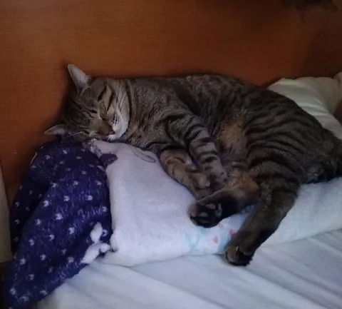 Кот спит в уютной позе