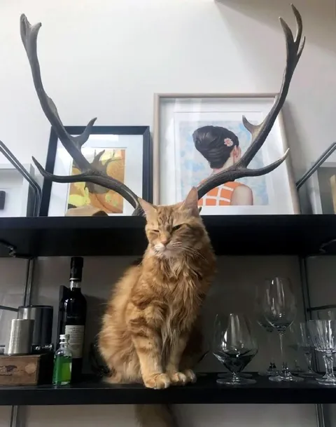 Кот с оленьими рогами