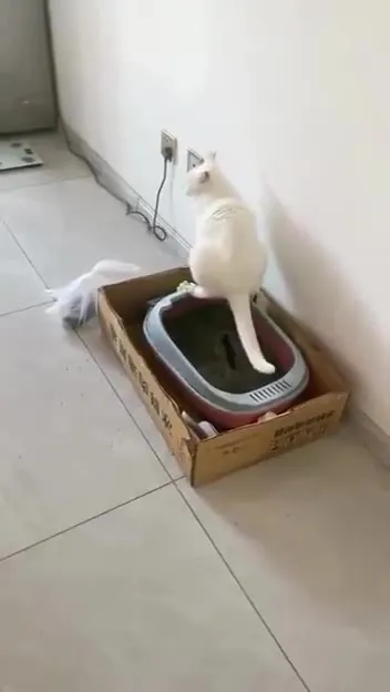 Кот покоряет кровать