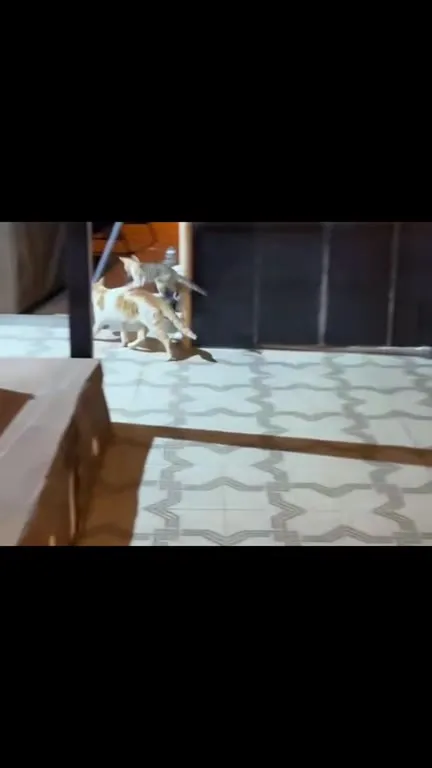 Кот уносит котёнка на спине