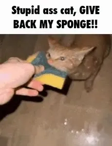 Cat Refuses to Give Back Sponge