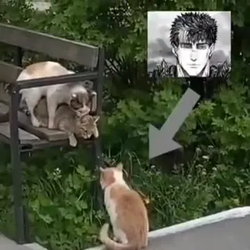 Кот готовится к битве