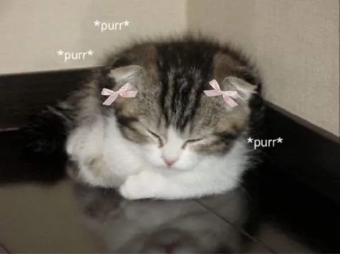 Cute Cat Purring