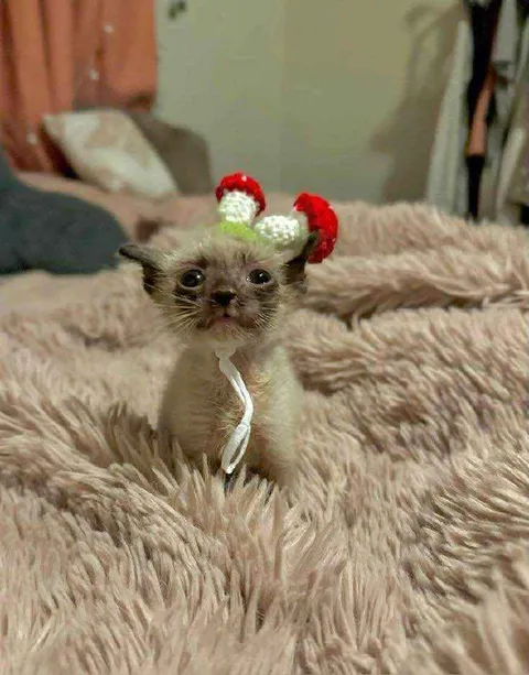 Грустный котёнок в короне