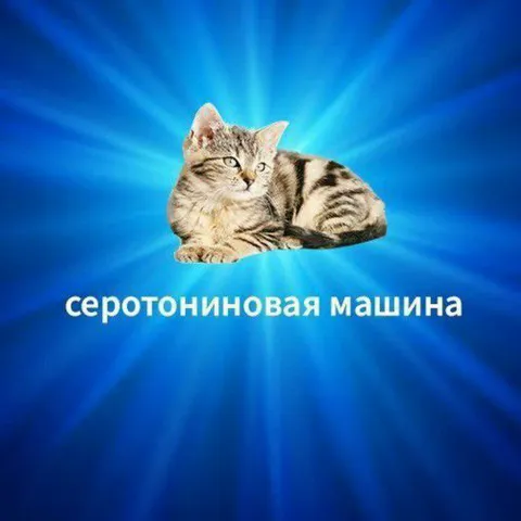 Серотониновая машина кот