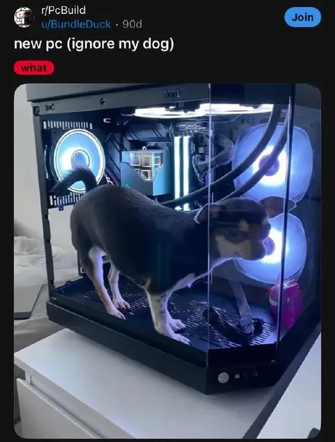 New PC, Ignore My Dog