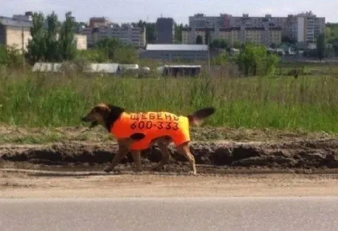 Собака в сигнальном жилете
