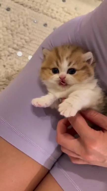Милый котёнок на руках