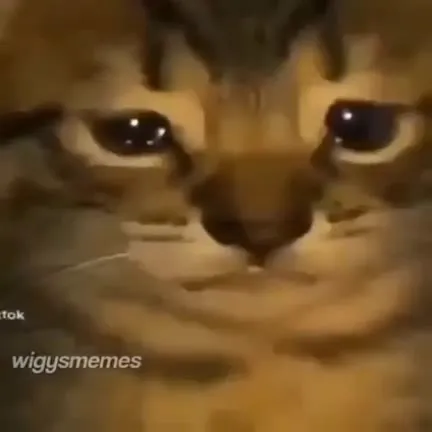 Cat Restarts the Computer