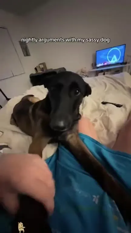 Malinois Core