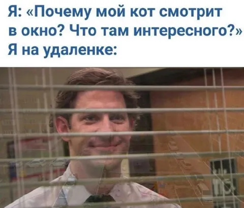 Кот у окна на удалёнке