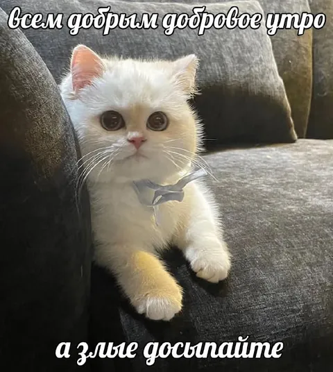 Доброе утро милому котёнку