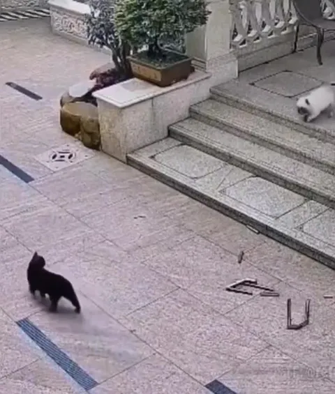 Кот притворяется мёртвым