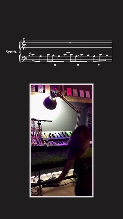 Cat Performs a Synth Solo