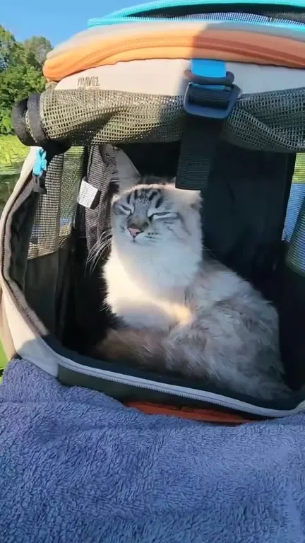 Cat Goes Fishing With His Human