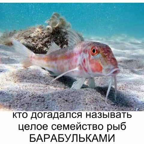 Семейство рыб-барабульков