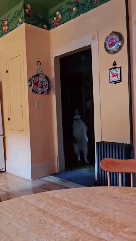 Dog Walks Into the Kitchen