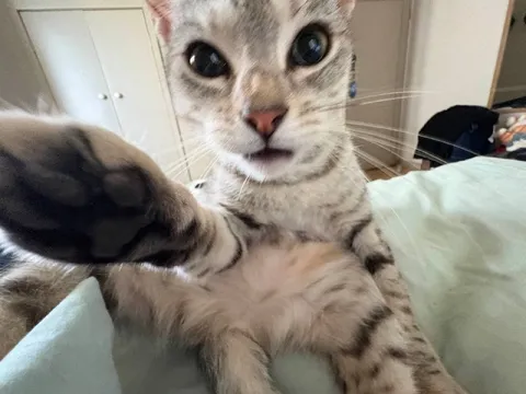 Кот тянет лапу к камере
