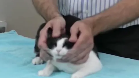 Как тискать кота
