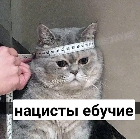 Нацисты ебучие кот