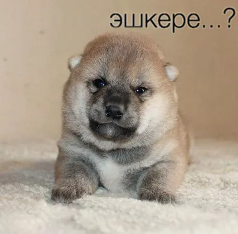 Эшкере щенок