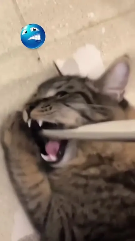 Коты, которые не умеют расслабляться