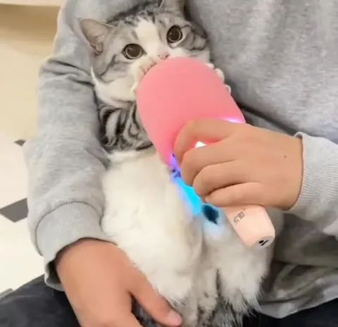 Кот обнимает розовую лампу