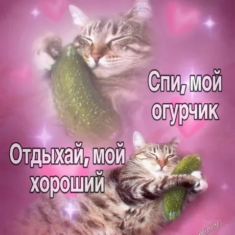 Кот обнимает огурчик