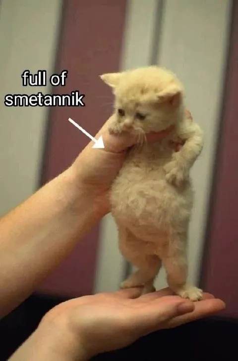Full of smetannik kitten