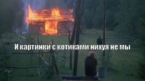 Картинки с котиками не мы