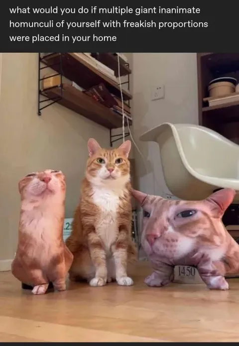 Giant Cat Homunculi at Home