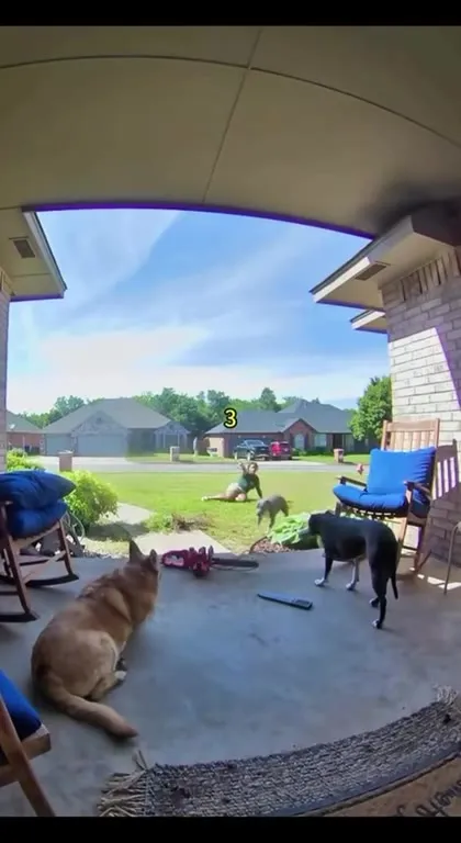 Pets Fear Mom Compilation