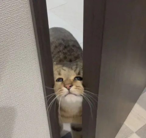 Кот выглядывает из двери