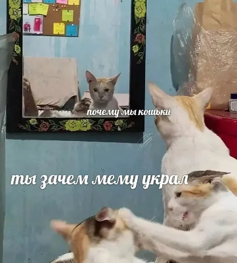 Кошки выясняют, кто украл мел
