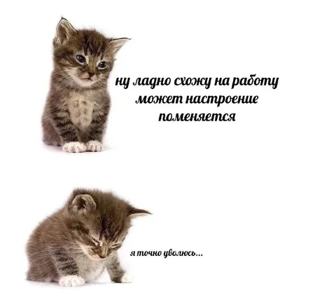 Котёнок перед работой