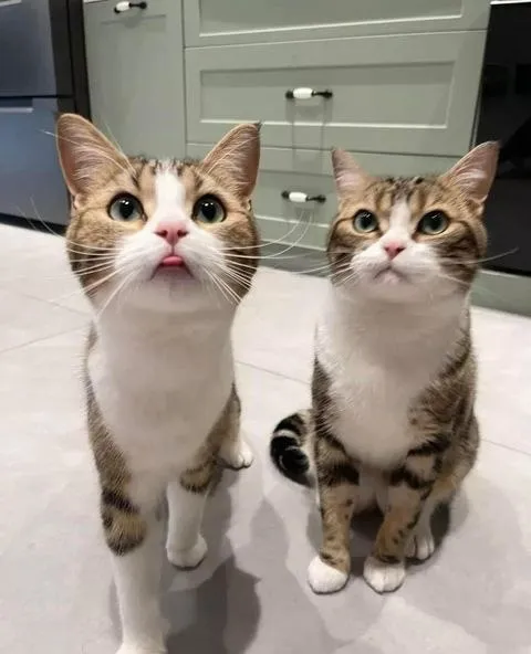 Два любопытных кота