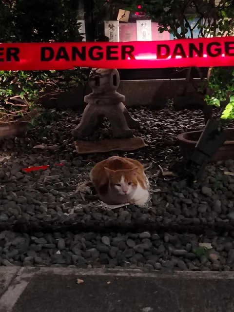 Cat Behind the Danger Tape