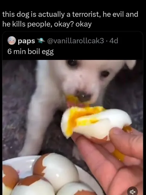 Evil Dog Eats Boiled Egg