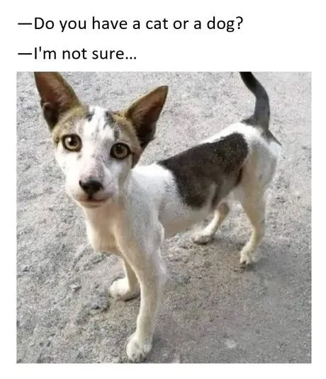 Cat or Dog?
