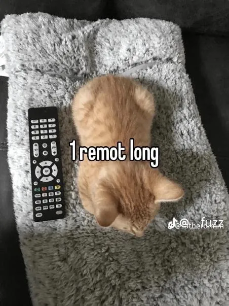 Cat With One Remote