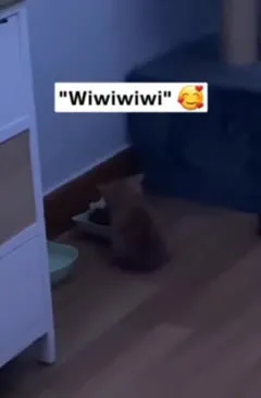 Котик поёт «ви-ви-ви»
