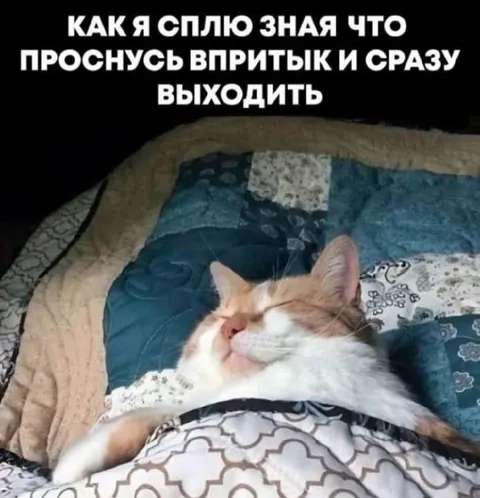Кот, который проспит выход