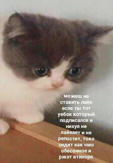 Котёнок, который тихо ржёт