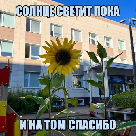 Подсолнух благодарит солнце