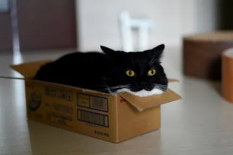 Кот в коробке