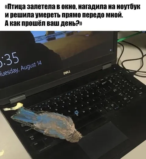 Птица умерла на ноутбуке
